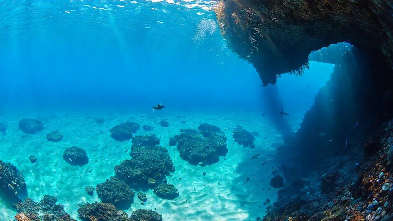 Un mar tranquilo revela vida silenciosa