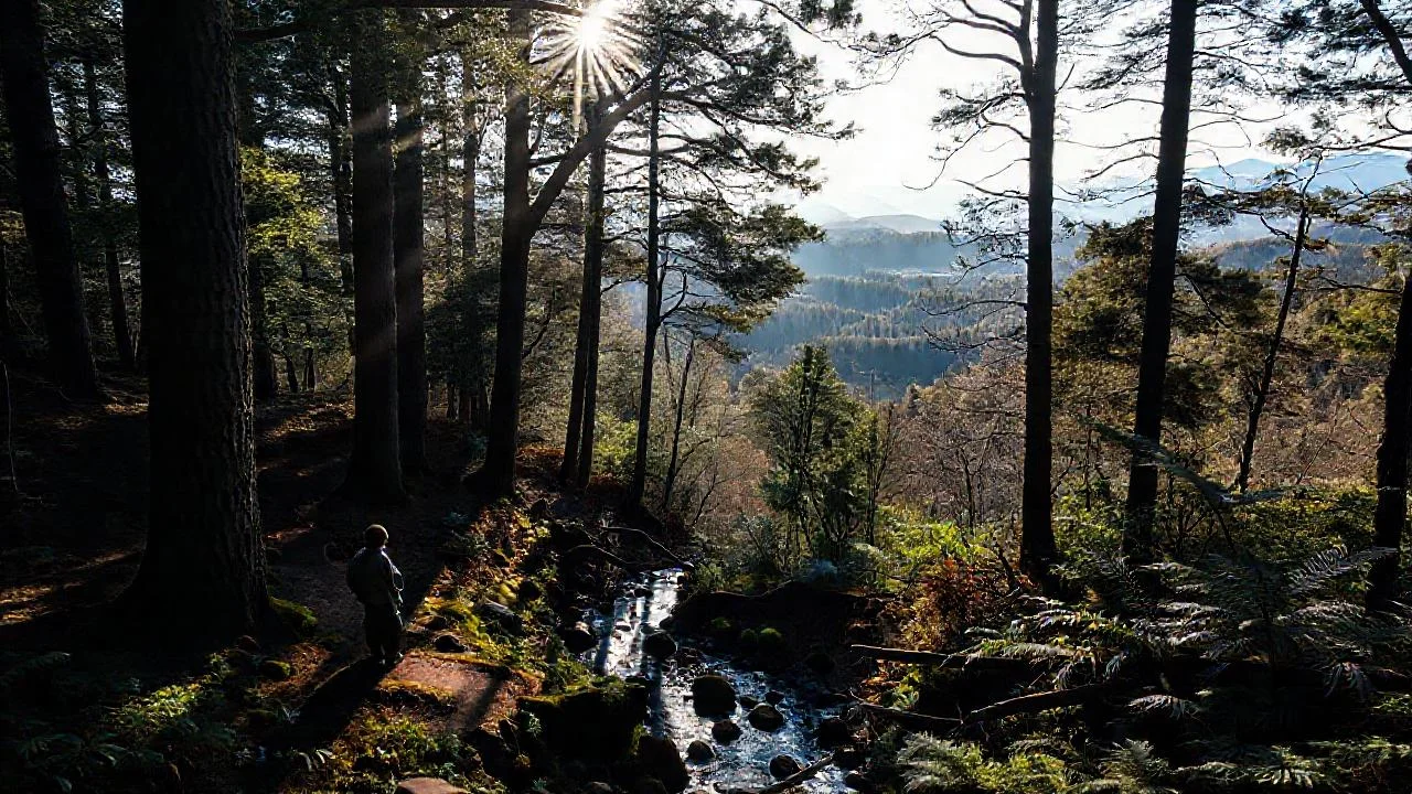Bosque sereno, vasto y misterioso
