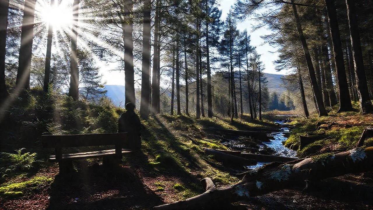 Bosque tranquilo, luz y sombra