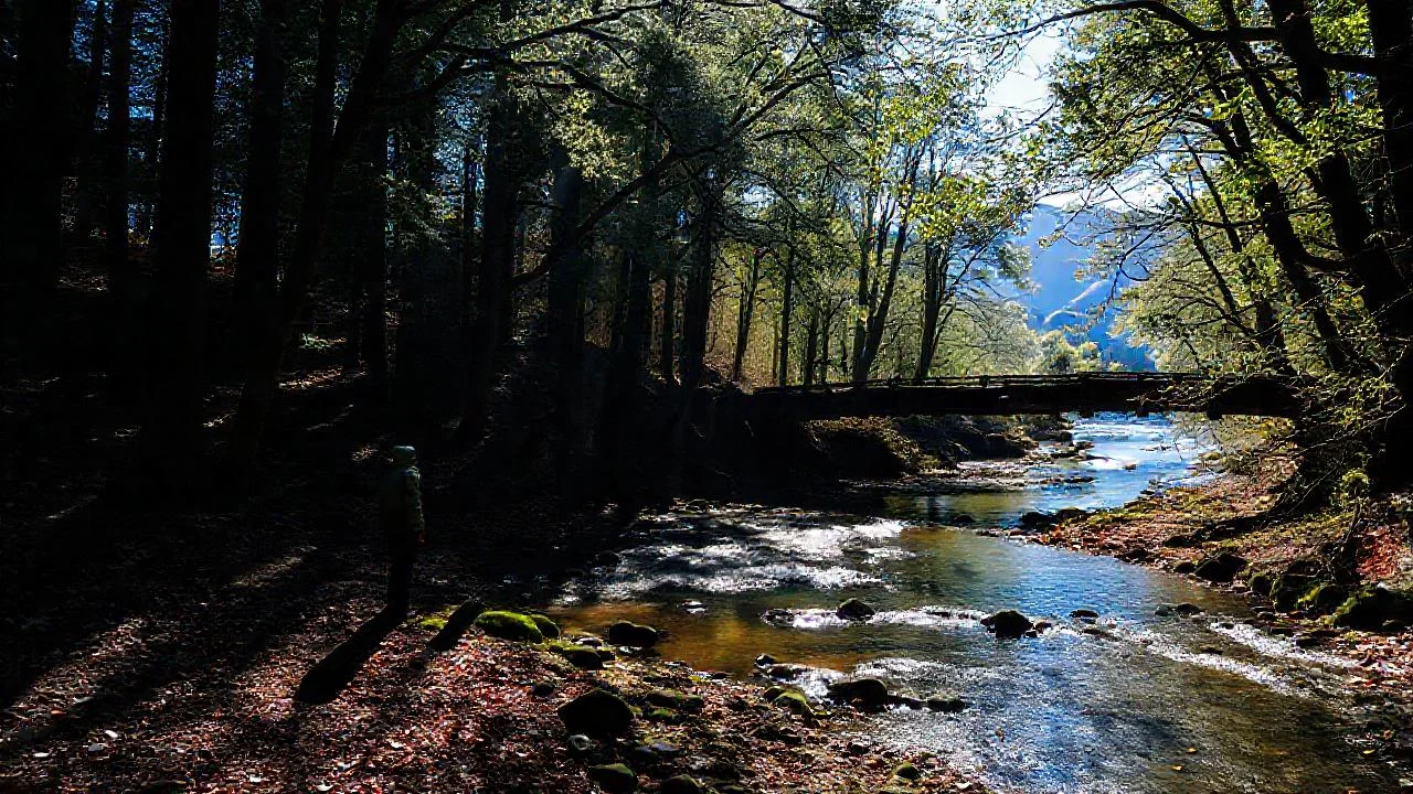 Bosque tranquilo, luz y sombra danzantes