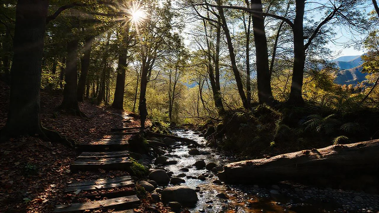 Bosque sereno, luz y naturaleza